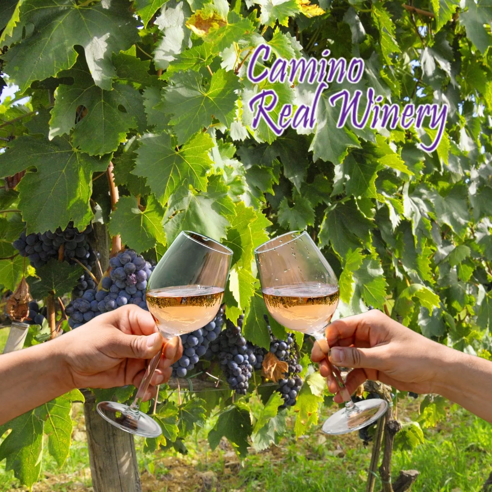 Camino-Real-Winery_Mobile_NM