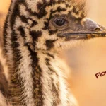 Floecks-Country-Ranch_Desktop_NM