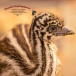 Floecks-Country-Ranch_Mobile_NM