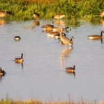 Las-Vegas-Wildlife-Refuge_Desktop_NM