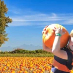 McCalls-Pumpkin-Patch_Desktop_NM