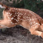 Wildlife-West-Nature-Park_Desktop_NM