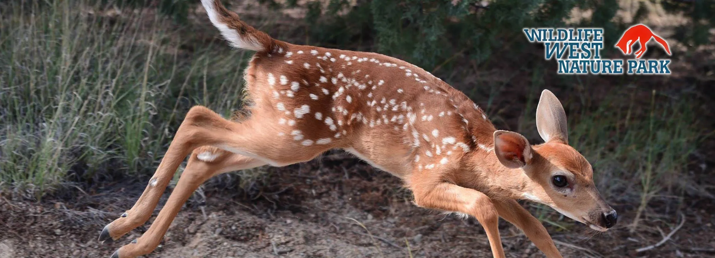 Wildlife-West-Nature-Park_Desktop_NM