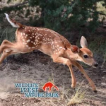 Wildlife-West-Nature-Park_Mobile_NM